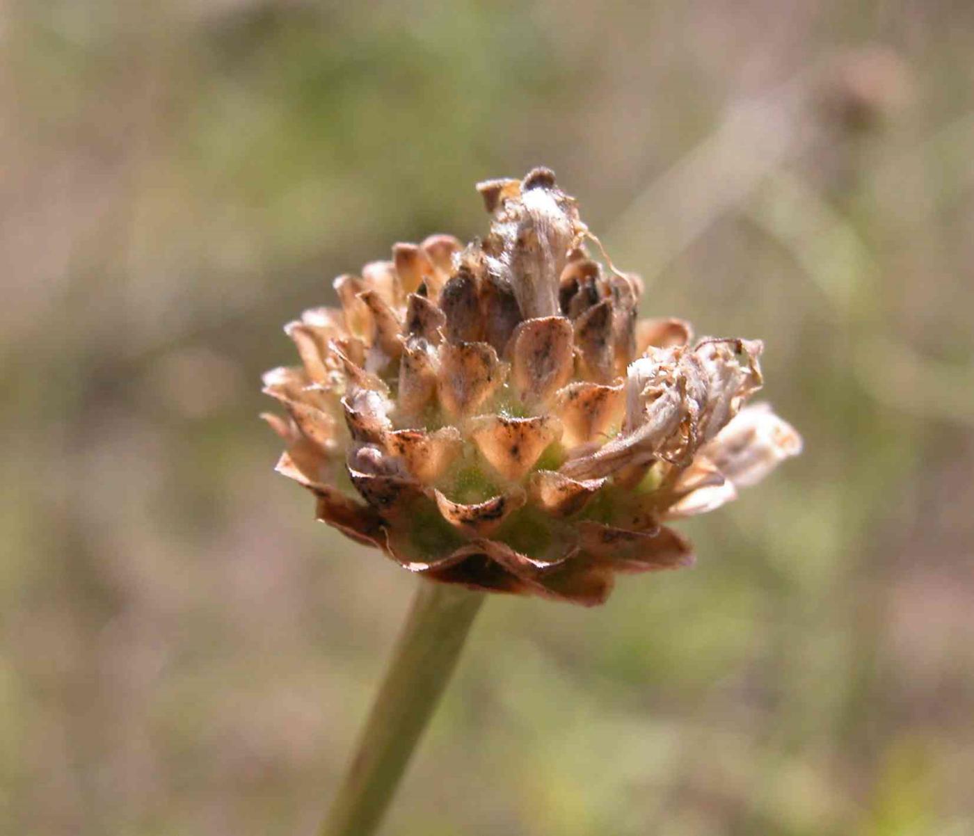 Cephalaria fruit